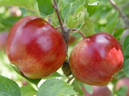 سیب آذربایجان شرقی